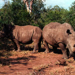 White Rhinos
