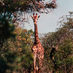 Giraffes