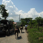 Omega Tours Eco Jungle Lodge – Tagestour zu Pferde