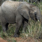 Elephants