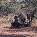 White Rhinos