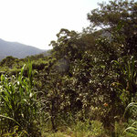 Pico Bonito National Park