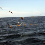 Dolphin Monitoring