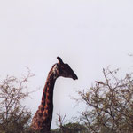 Giraffes