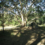 Volunteer Camp – tents