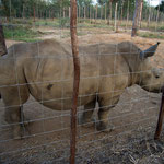 Mbali Rhino