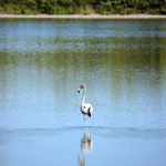 Playa Girón – Parque Nacional Cienaga de Zapata