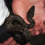 Boaaah Constrictor
