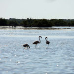 Playa Girón – Parque Nacional Cienaga de Zapata