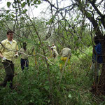 Work (chopping trees)