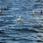 Dolphin Monitoring