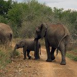 Elephants