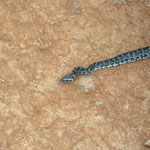 Snake