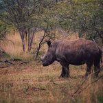 White Rhinos