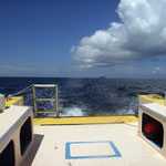 Dolphin Monitoring