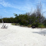 Cayo Jutias