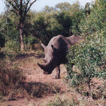 White Rhinos