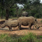 White Rhinos