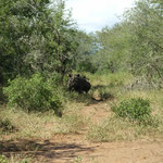 Black Rhino