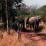 Elephants
