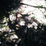 Pico Bonito National Park