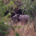 Newborn white rhino (3 days)