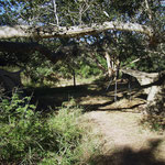 Volunteer Camp – tents