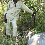 dead Kudu