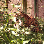 Omega Tours Eco Jungle Lodge – Tagestour zu Pferde