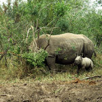 Newborn white rhino (3 days)
