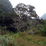 Cat Ba National Park