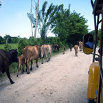 Omega Tours Eco Jungle Lodge – Kajak mit der BikerOmi