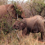 Elephants