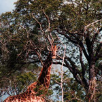 Giraffes