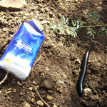 large centipede
