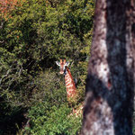 Giraffes