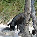 Cayo Jutias