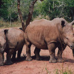 White Rhinos