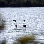 Playa Girón – Parque Nacional Cienaga de Zapata