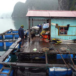 Cat Ba – Halong Bay