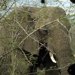 Elephants