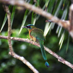 Pico Bonito National Park – motmot
