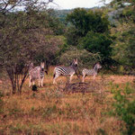 Zebras