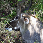 dead Kudu