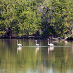 Playa Girón – Parque Nacional Cienaga de Zapata