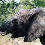 Elephants