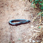 Snake (?)