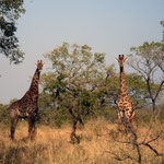 Giraffes