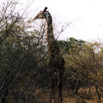 Giraffes