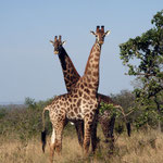 Giraffes